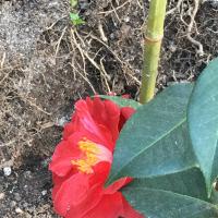 Red Flower