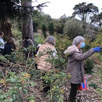 pessoas a fazerem a poda  pelos jardins de monserrate