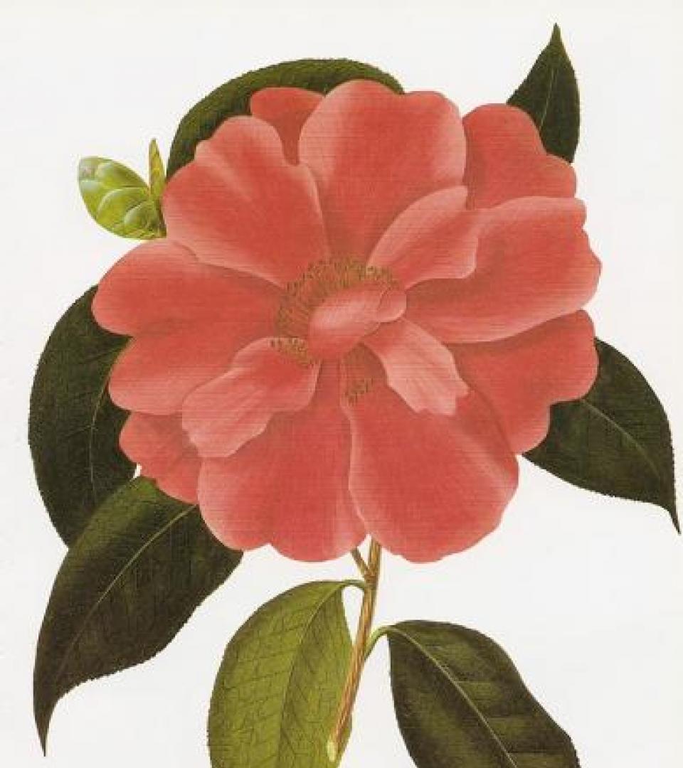 Flower Flower