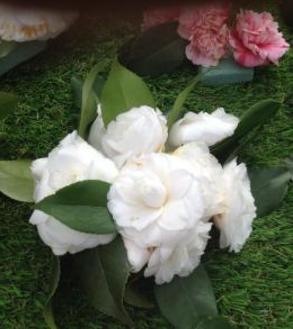 Flower Flower