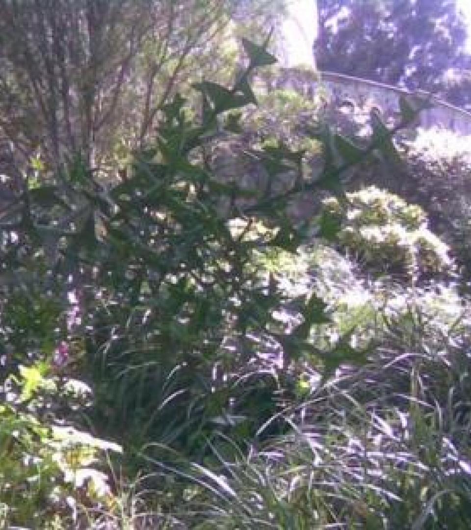 Vegetation - Colletia cruciata