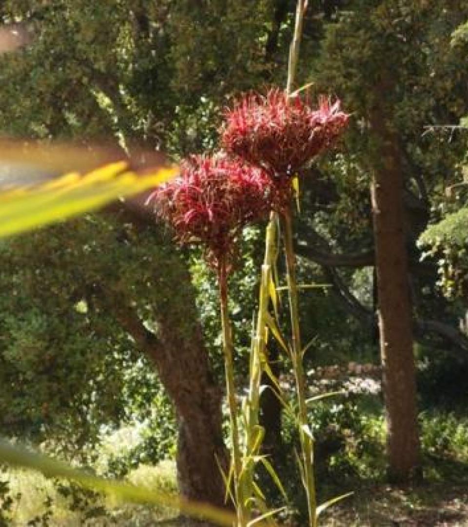 Flower Flower