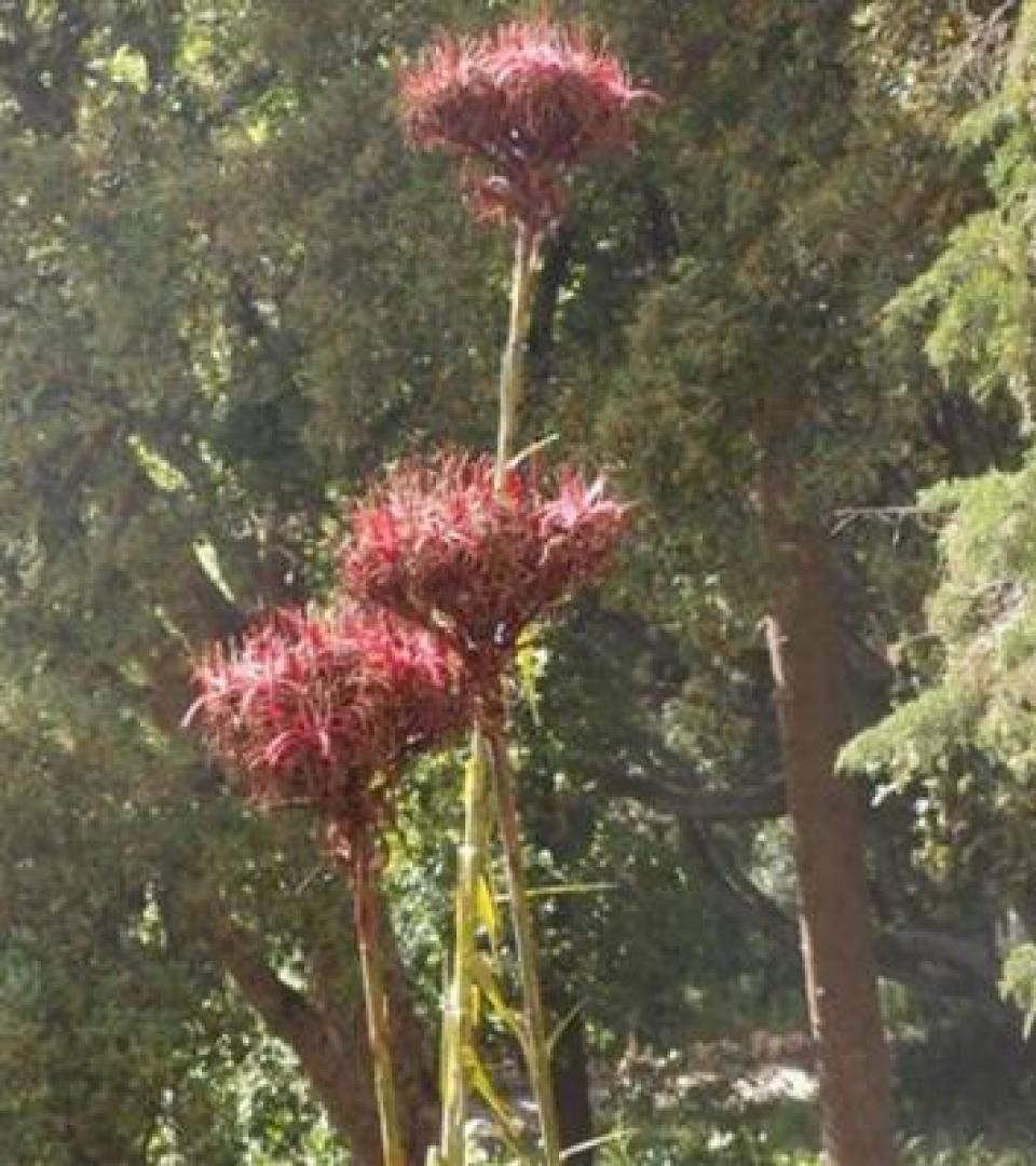 Plant Plant