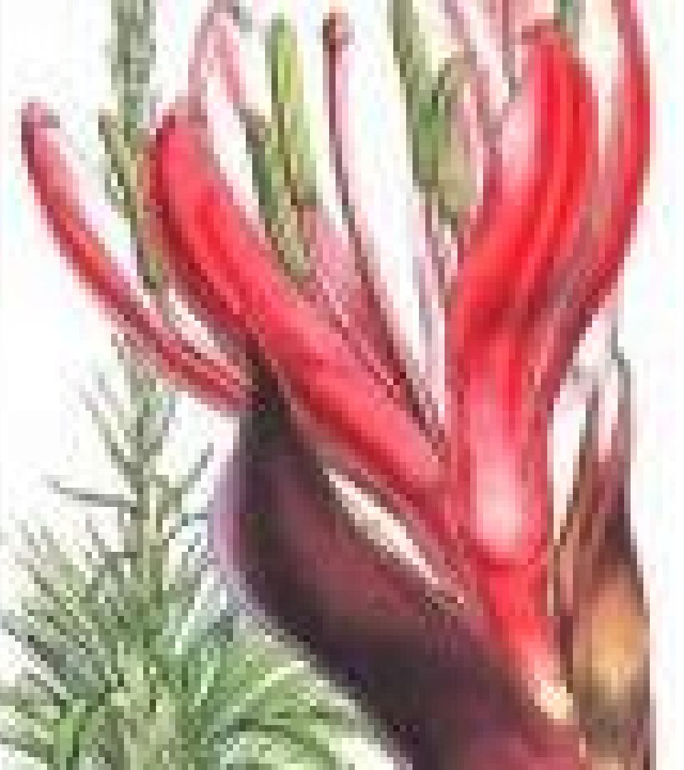 Plant Plant