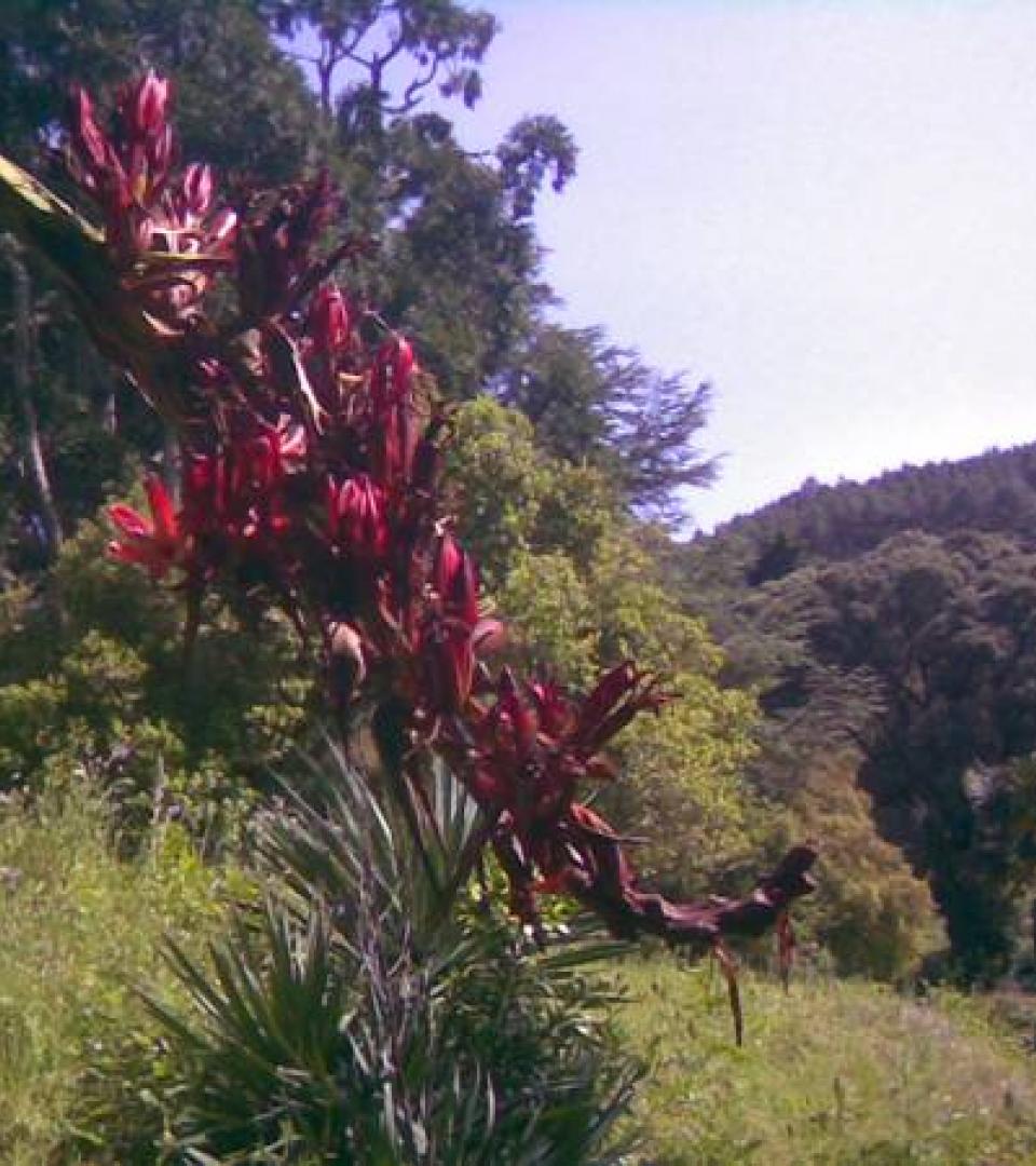 Vegetation Vegetation - Doryanthes Palmeri