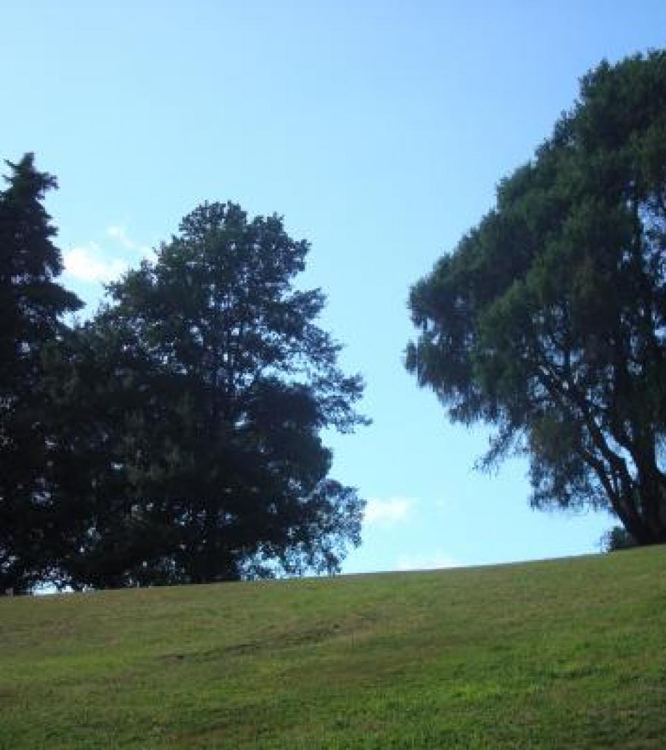 Tree Tree