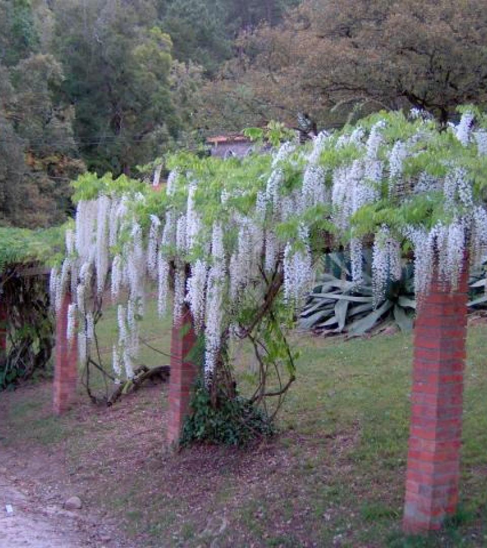Plant Plant