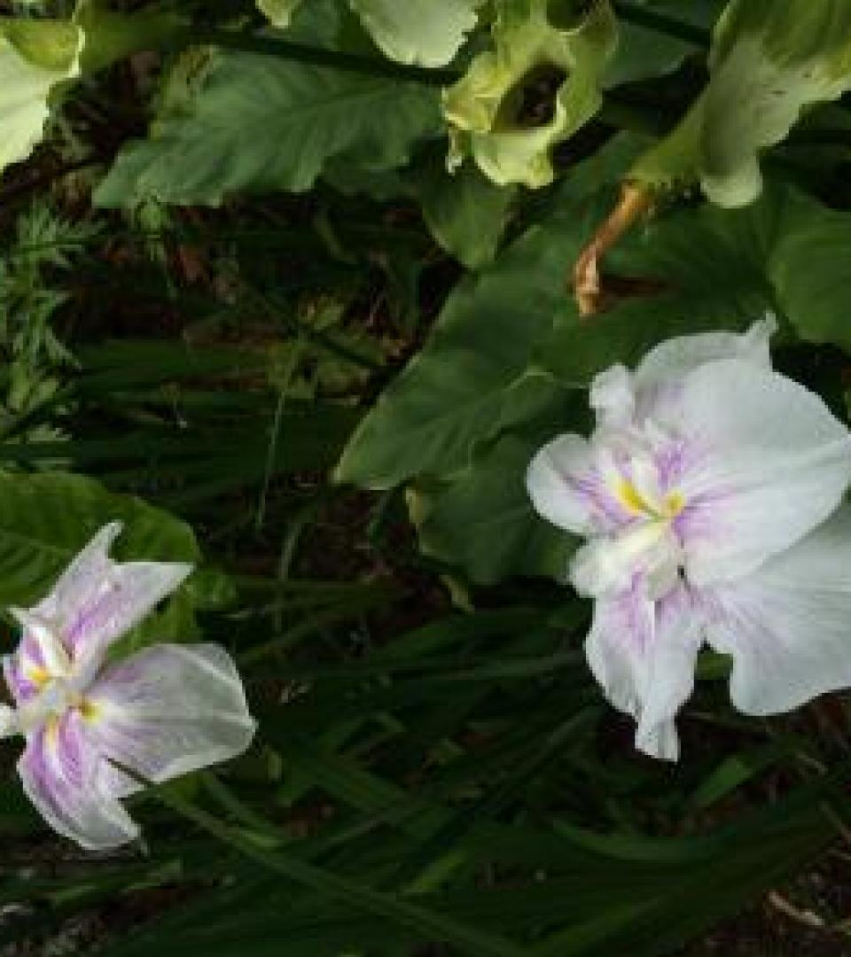 Flower Flower