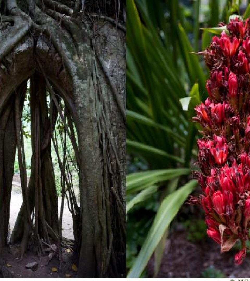 Flowering plant