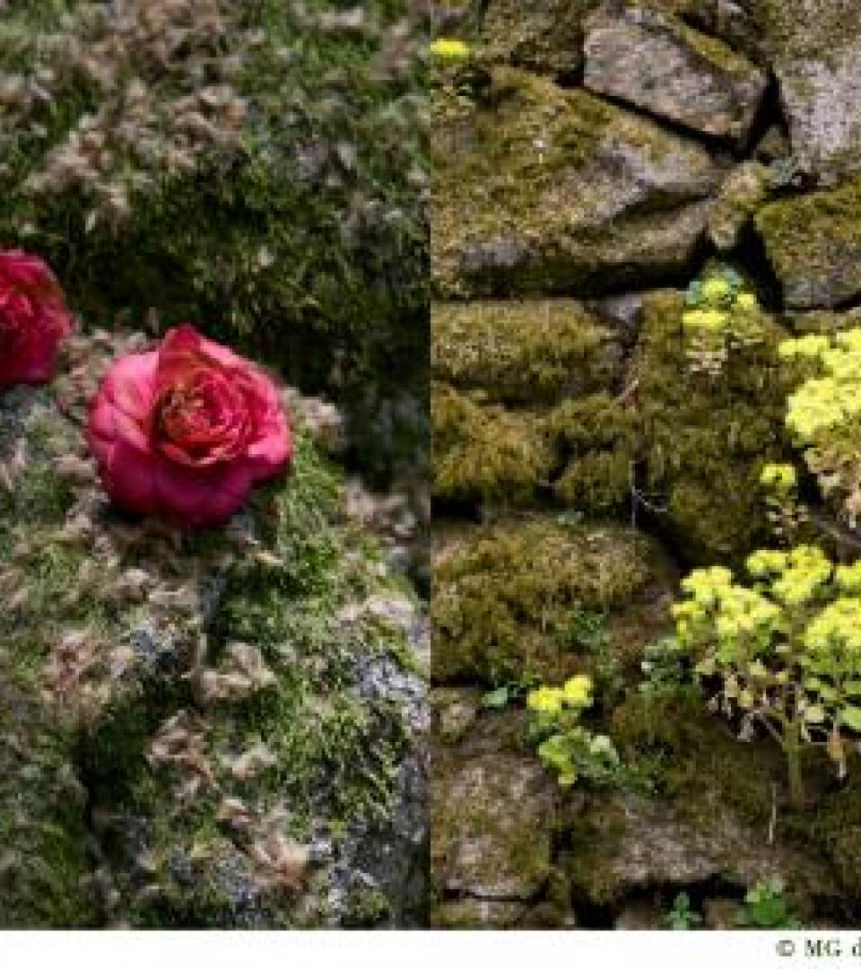 Nature Nature
