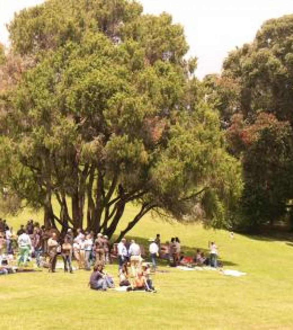 Tree Tree