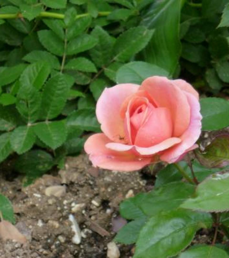 Flower Flower