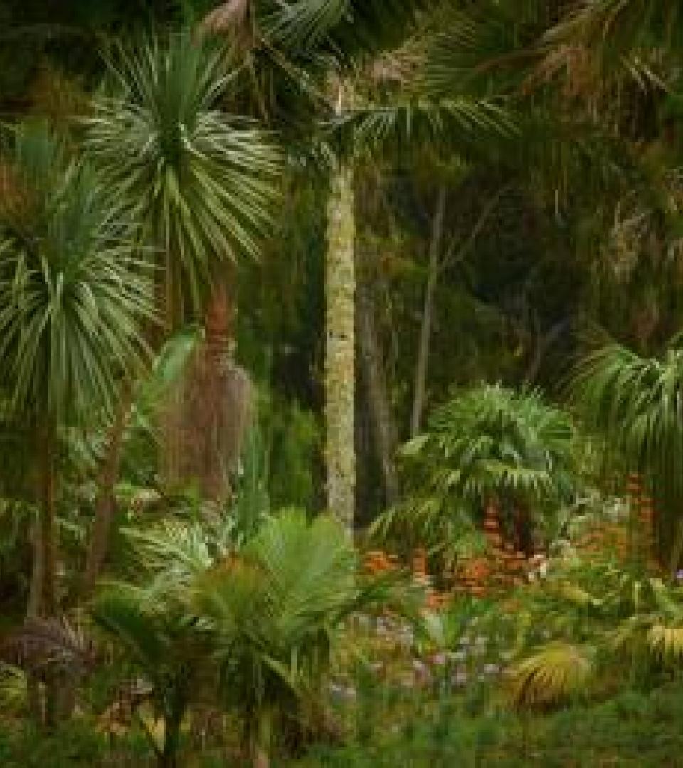 Vegetation Vegetation