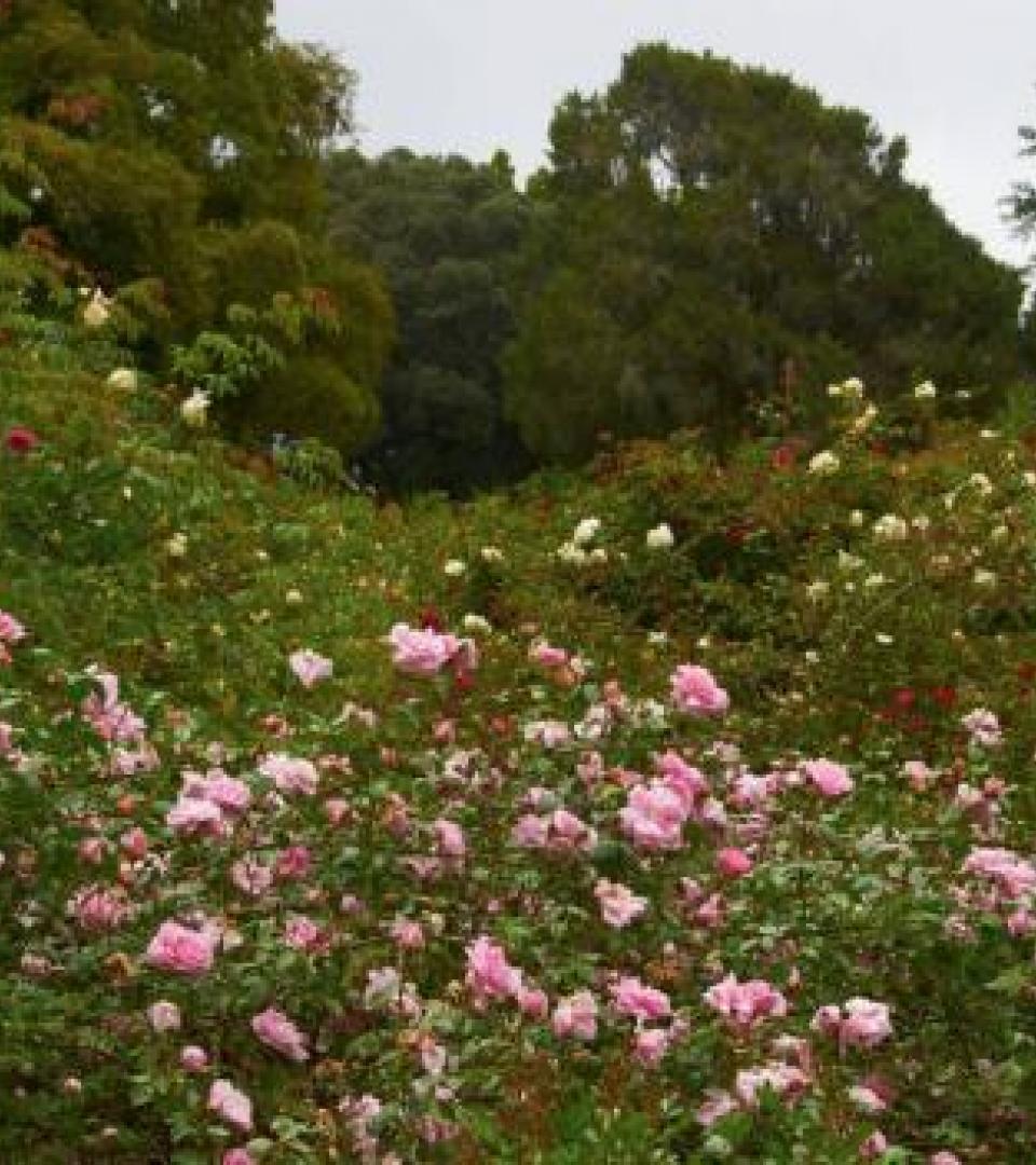 Flower Flower