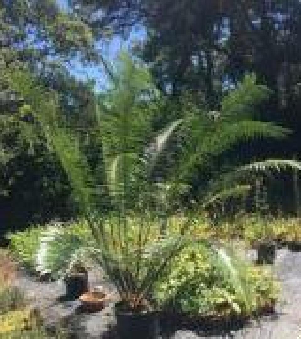 Tree plant