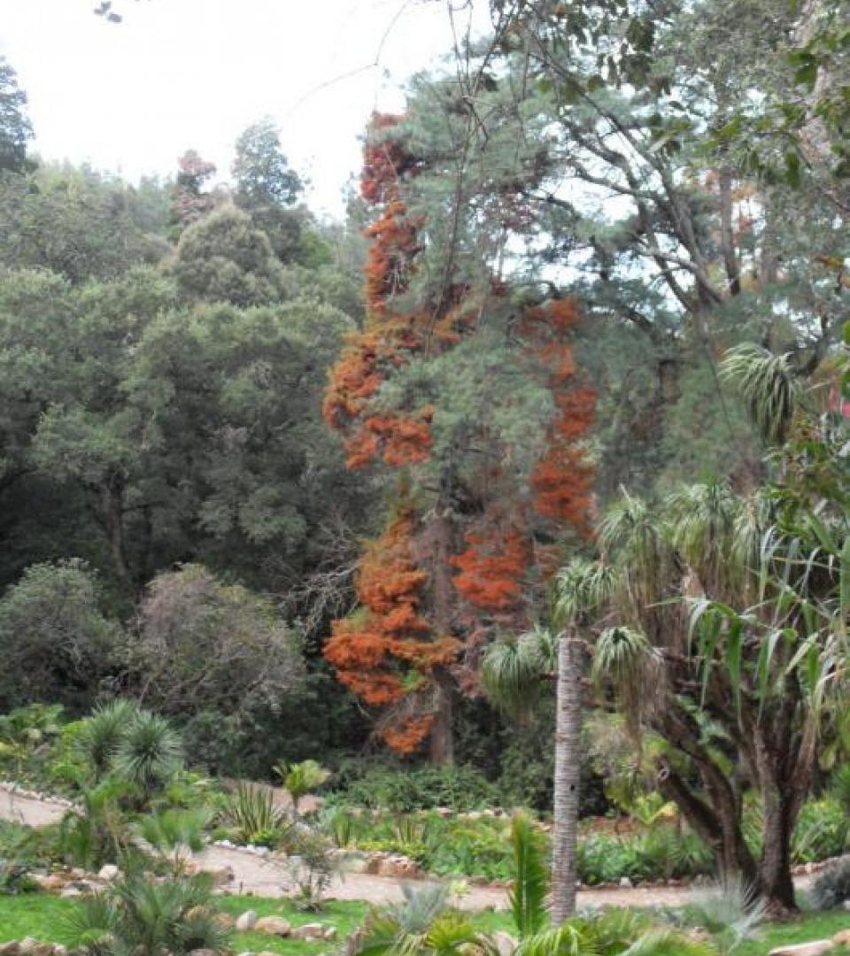 Tree Tree