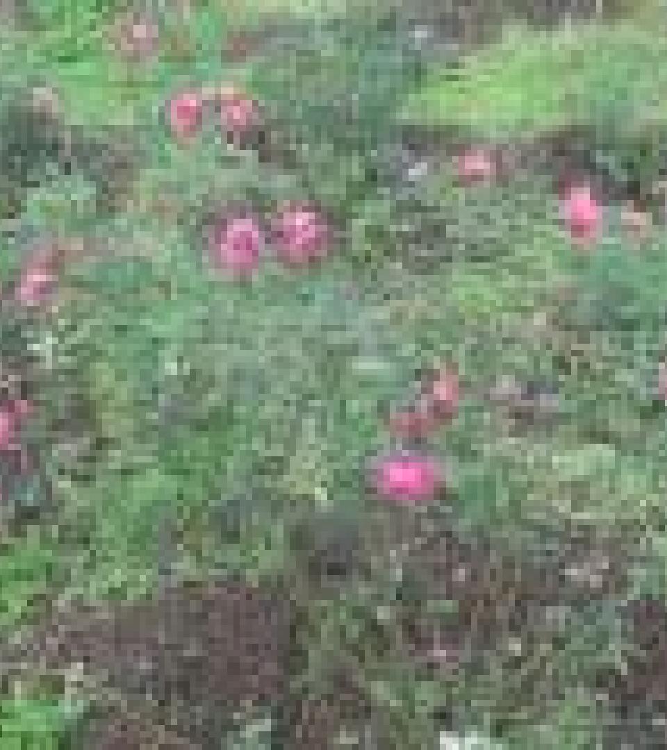 Flower Flower