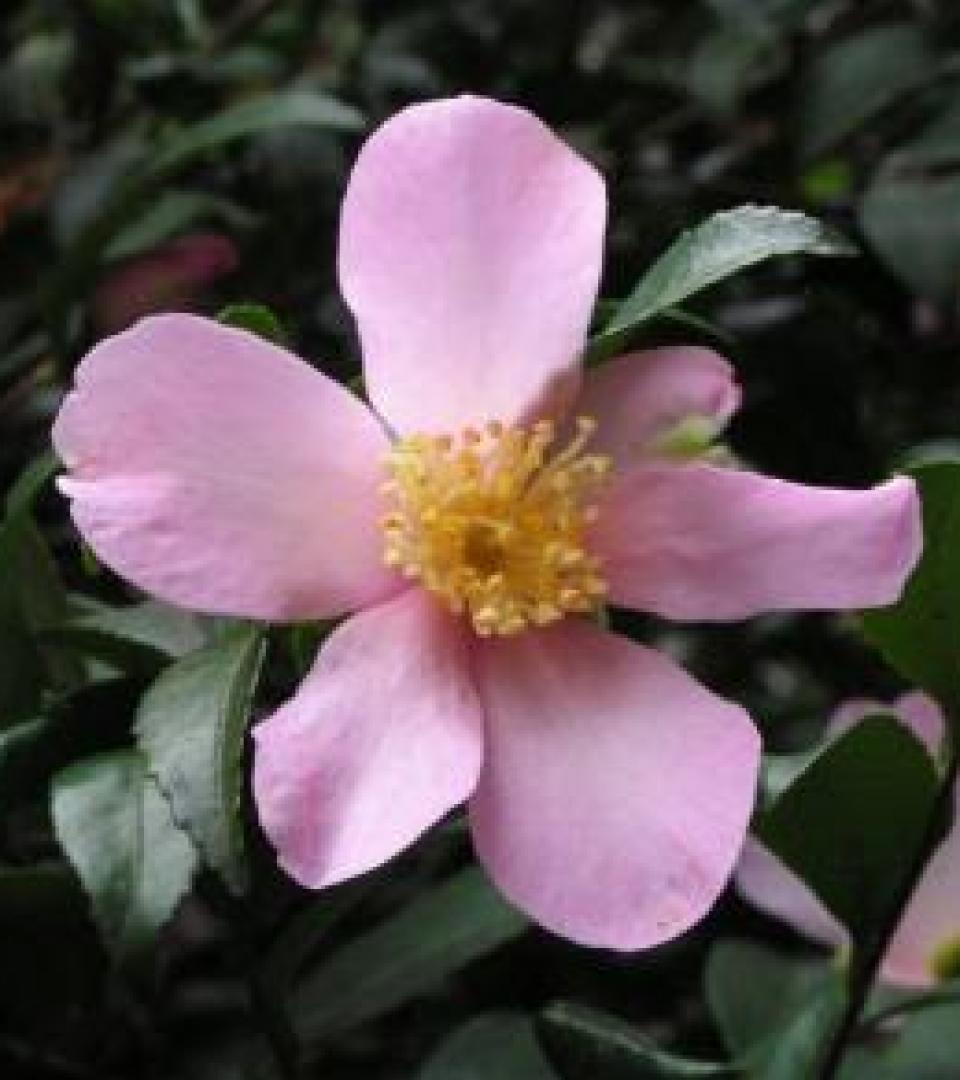 Flower Flower