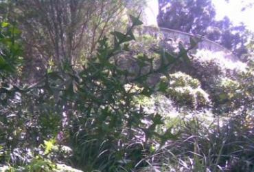 Vegetation - Colletia cruciata