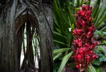 Flowering plant