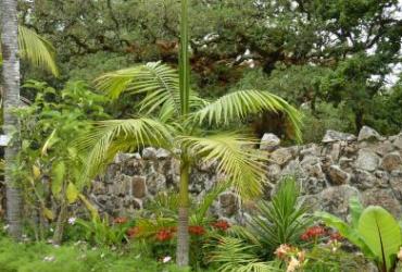 Vegetation