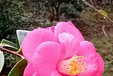 Camellia