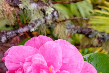 flor